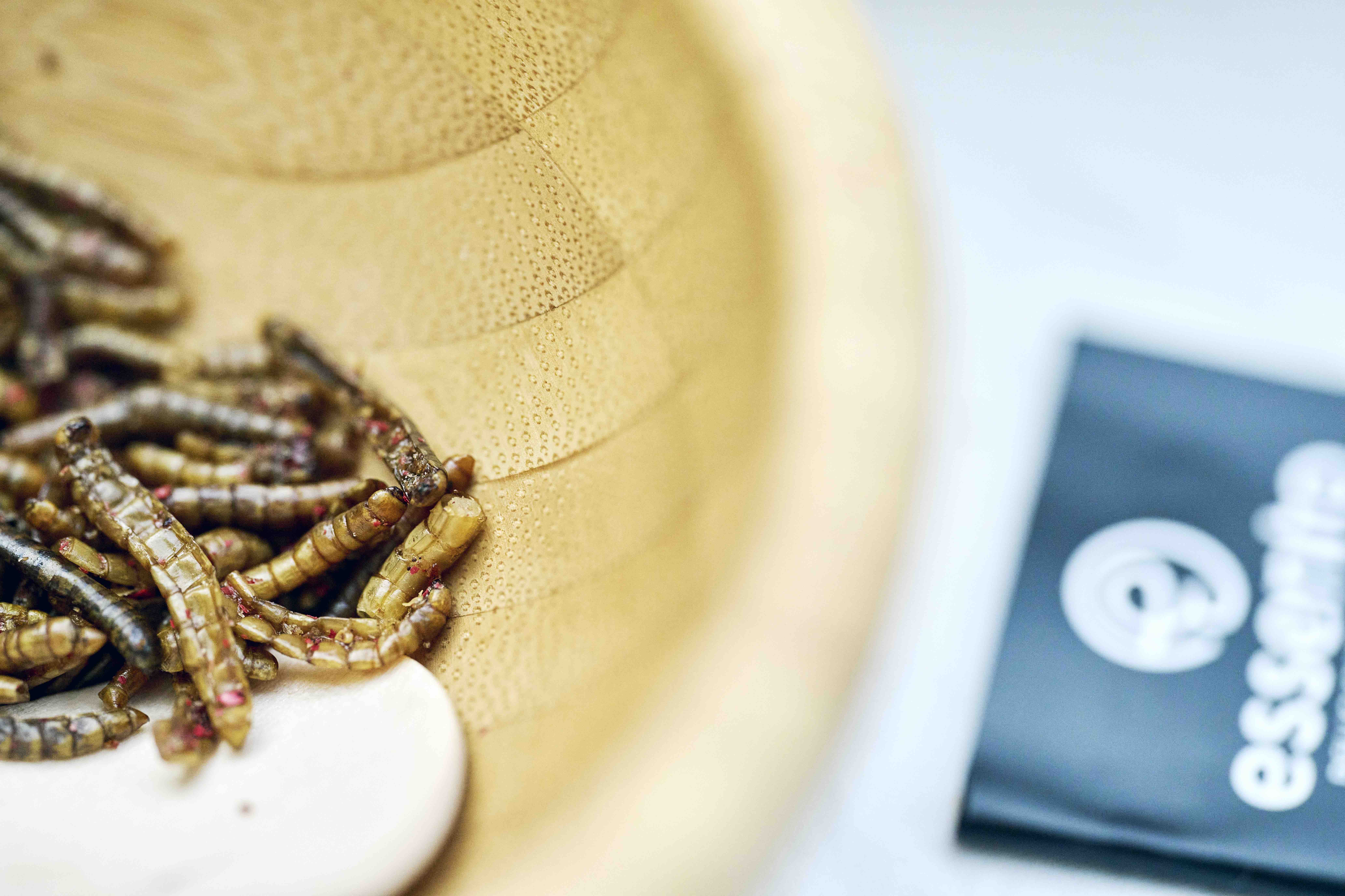 Auf einem weissen Tischtuch steht eine Schale mit getrockneten Mehlwürmern, die als Snack genossen werden können.